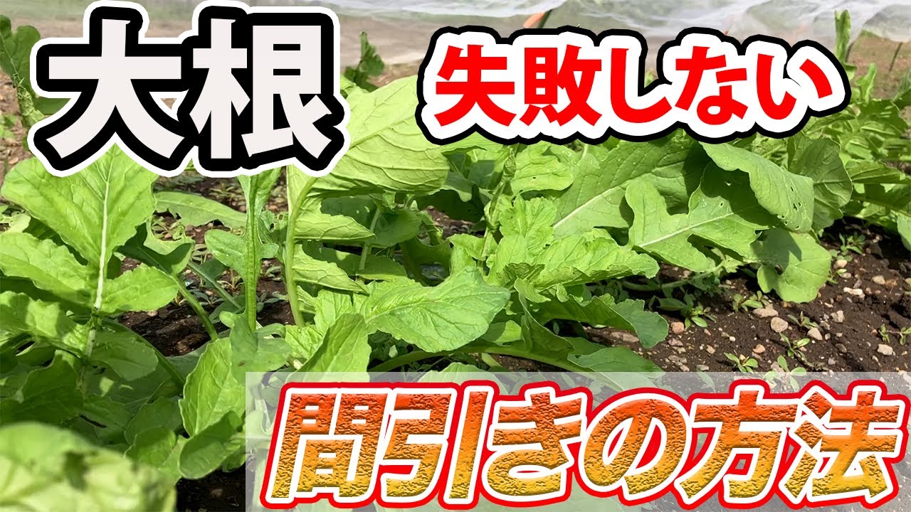 Daikon] A must-see for those who don't want to fail. How to thin