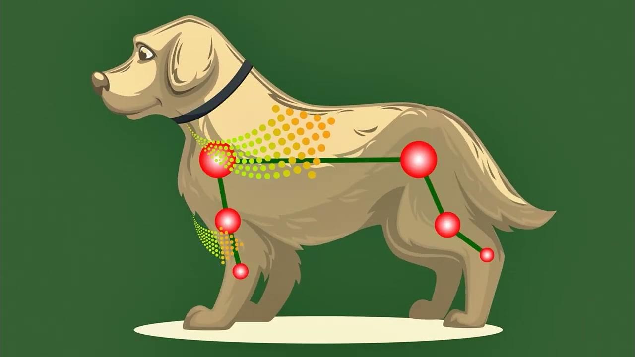 Collar YOOS: Alivio del malestar articular y mejora de la movilidad en  perros - YouTube