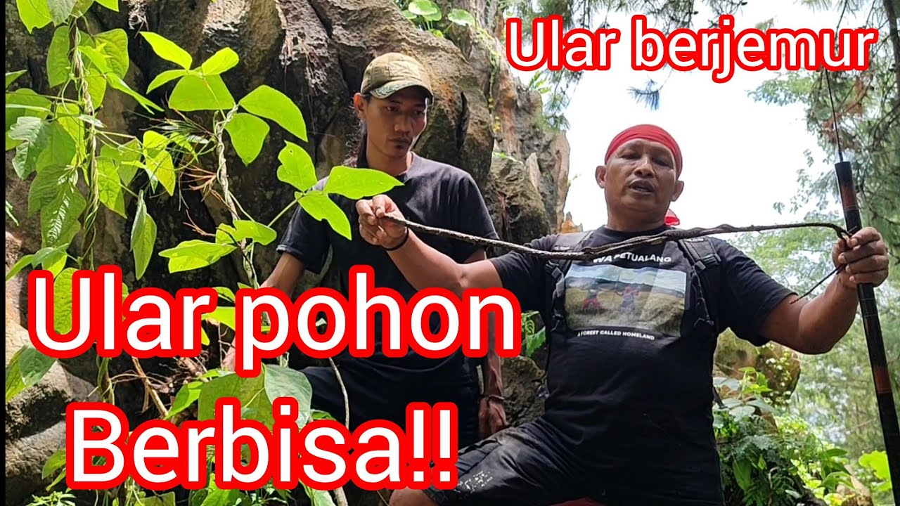 Ular Pohon berjemur dekat batu karang!! Ular berbisa kamuflase dengan ...