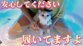 長毛猫とジャグジーに入ったら大変なことになりました【関西弁でしゃべる猫】 【猫アテレコ】