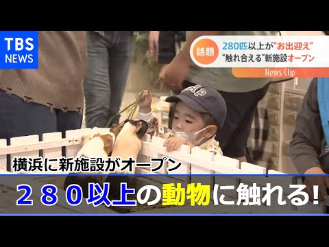 ２０種類＆２８０以上の動物に触れる！横浜に新施設がオープン【Nスタ】