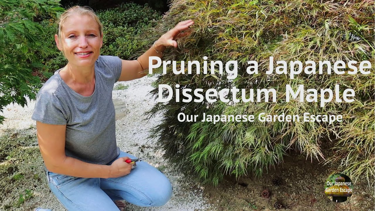 How to Prune a Japanese Dissectum Maple | Our Japanese Garden Escape