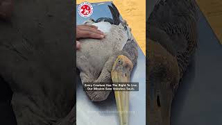 Every Creature Has The Right To Live, Our Mission-Save Voiceless Souls | #save #bird #rescue #shorts