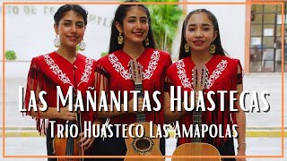 Video thumbnail of "Trío Huasteco Las Amapolas - Las Mañanitas Huastecas"