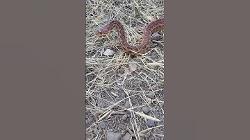 Gopher Snake (Pituophis catenifer)