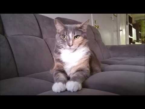 ვიდეო: არასწორია კატების დეკლარაცია? - Declaw Cat- ის დაპირისპირება