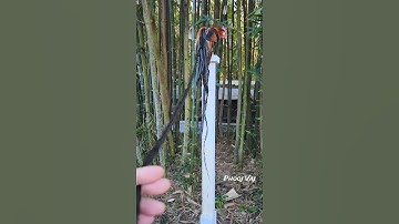 Tail is Growing back from Molting - Bantam Phoenix Qaib Dib Tw Ntev #chicken #gamefowl #ayam #gallos