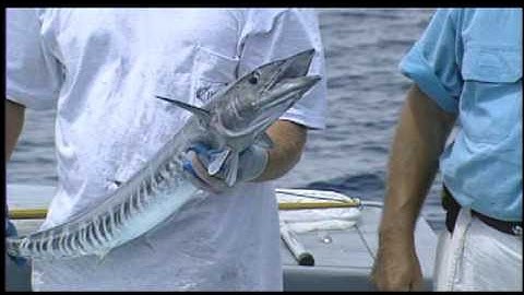 Data Collection - Part II