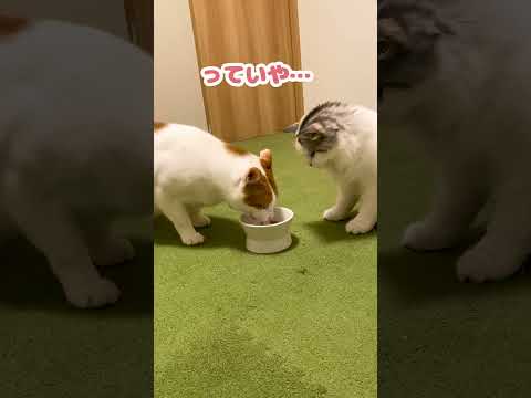 人のご飯と取るなと怒る猫【おしゃべりする猫】 #Shorts