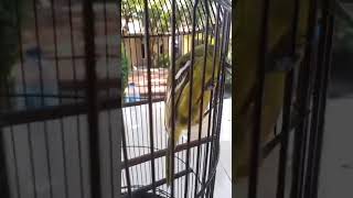 Cipoh Muda Jinak Cetrekan Belajar Ngetir