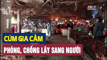 Lào Cai tăng cường phòng, chống cúm gia cầm lây sang người | THLC