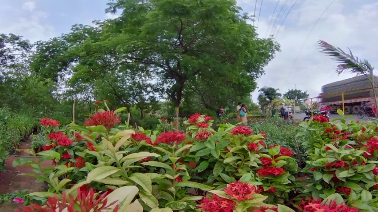 Sri Venkateswara Nursery 098855 44804 Vijayawada, Andhra Pradesh