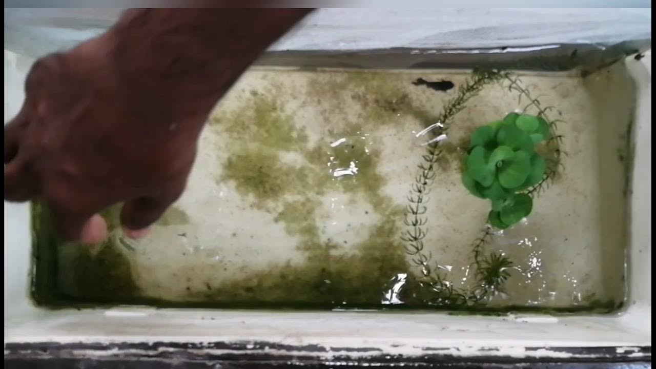 Betta fish breading Part 2 Fish farm Fishing Freak just try to bread Simple methods