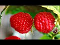 Mr. Max and his wild raspberries. Relax videos and music 2019. Juicy raspberry