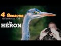 4 seasonsles herons 120fps birdsflying canonr7 wildlifephotography herons