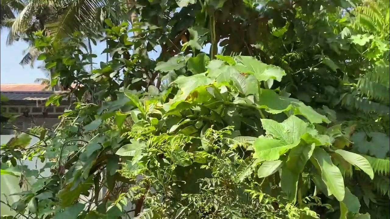 Miyawaki Forest Style At Home 18 Trees In 1 Cent Land Miyawaki miyawaki-forest-style-at-home-18-trees-in-1-cent-land-miyawaki