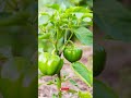 𝗧𝗛𝗘 𝗧𝗢𝗣 𝗣𝗘𝗣𝗣𝗘𝗥 𝗩𝗔𝗥𝗜𝗘𝗧𝗜𝗘𝗦 #youtubeshorts #shortvideo #short #viralvideo #motivation #farming #garden