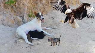 ¿Los halcones atacan a los perros pequeños?