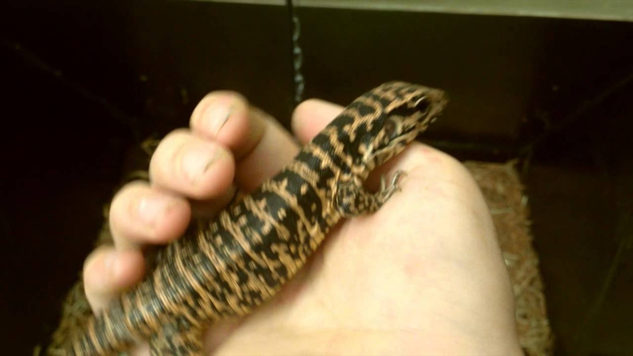 caiman lizard pet male golden tegu getting very tame