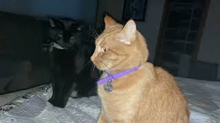 Chester TV, Facebook's favorite cat. Chester and his buddy, Semper by Marc Cuniberti 91 views 1 year ago 3 minutes, 18 seconds