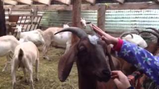 Les chèvres dans l'enclos à la ferme Aurora interagissent avec le public