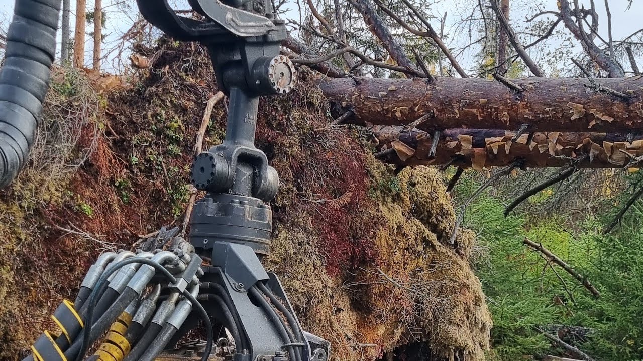 Tuulenkaatojen ronklaamista ja avohakkuuta. Ponsse Beaver, H6, C22