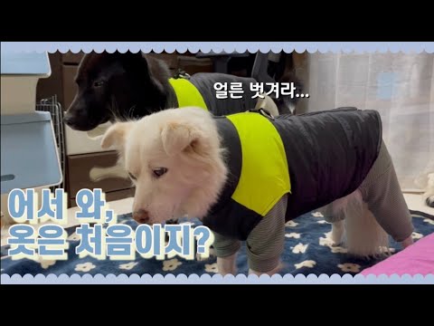 옷 처음 입어보고 고장난 강아지들 _ 강아지 겨울 옷 / 패딩 / 올인원