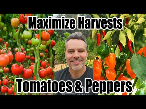 Video: What Is A Green Bell Pepper Tomato: How To Grow Green Bell Pepper Tomatoes