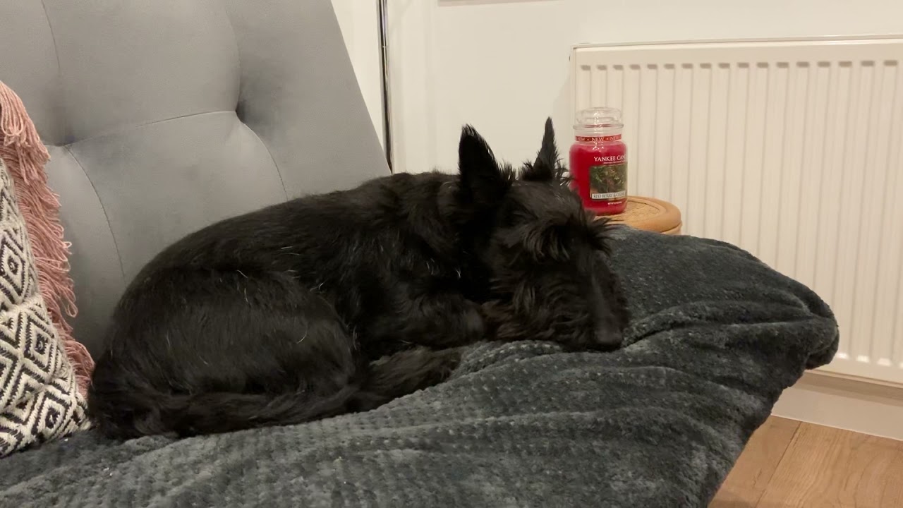 Fergus the singing Scottie (1)