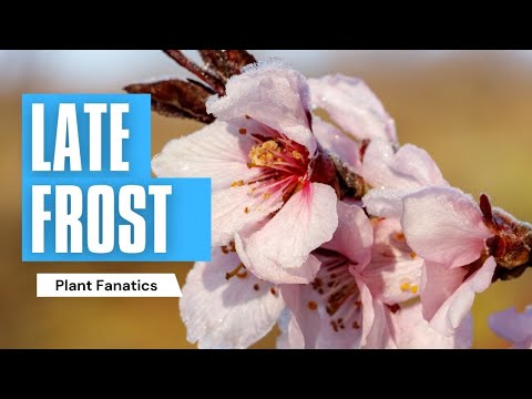Video: How to process apple trees in autumn to keep trees from frost and pests?