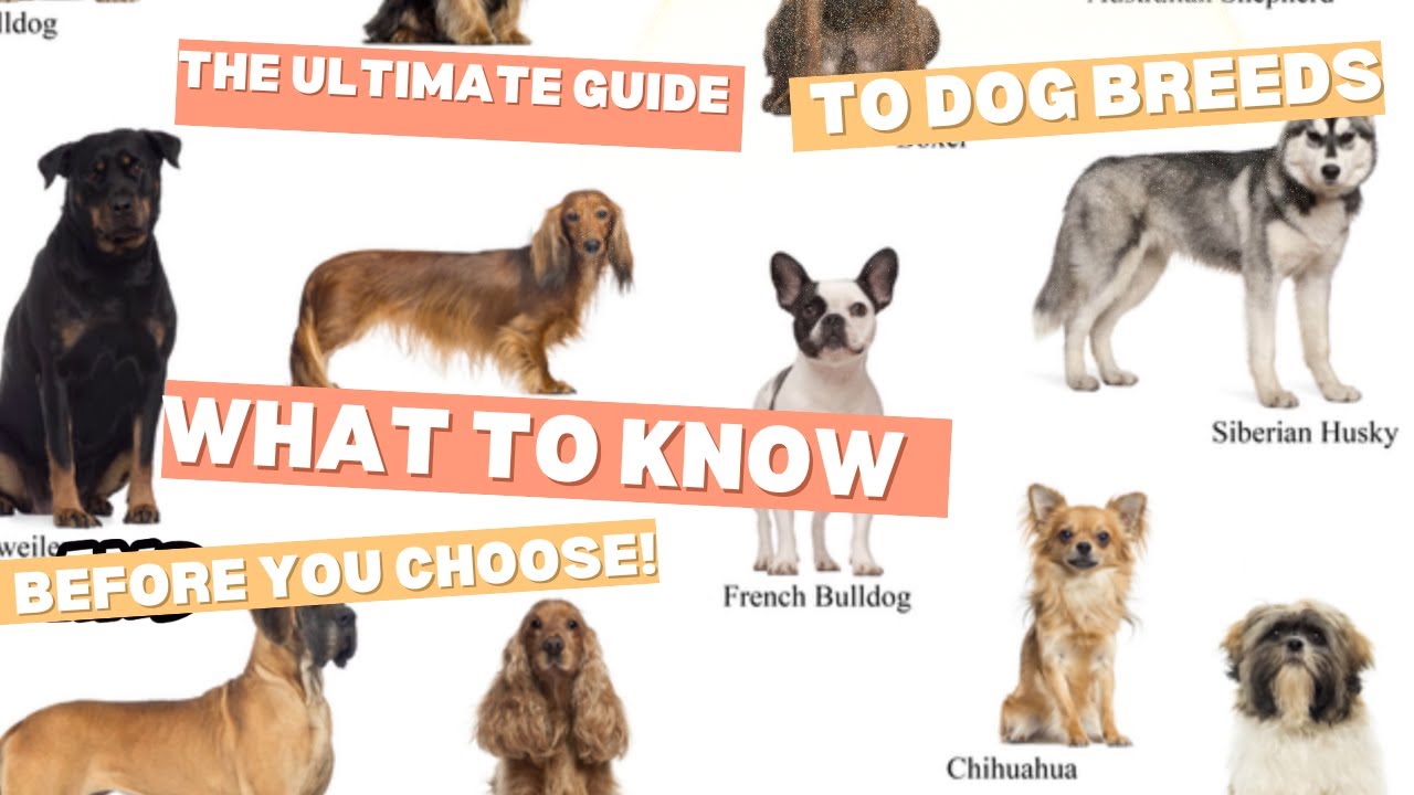 The Ultimate Guide to Dog Breeds What to Know Before You Choose