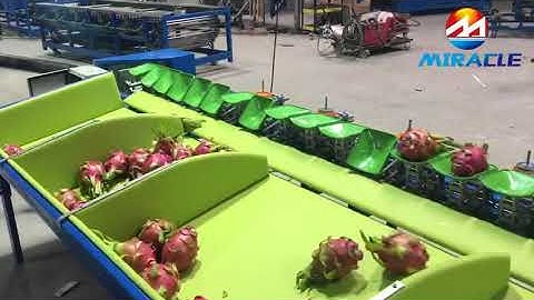 dragon fruits weight sorting machine