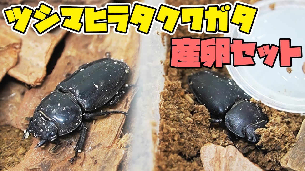 対馬#8】ツシマヒラタクワガタの産卵セットを初心者が組んでみた