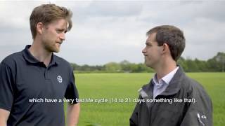 What is the optimum T2 timing for spring barley?