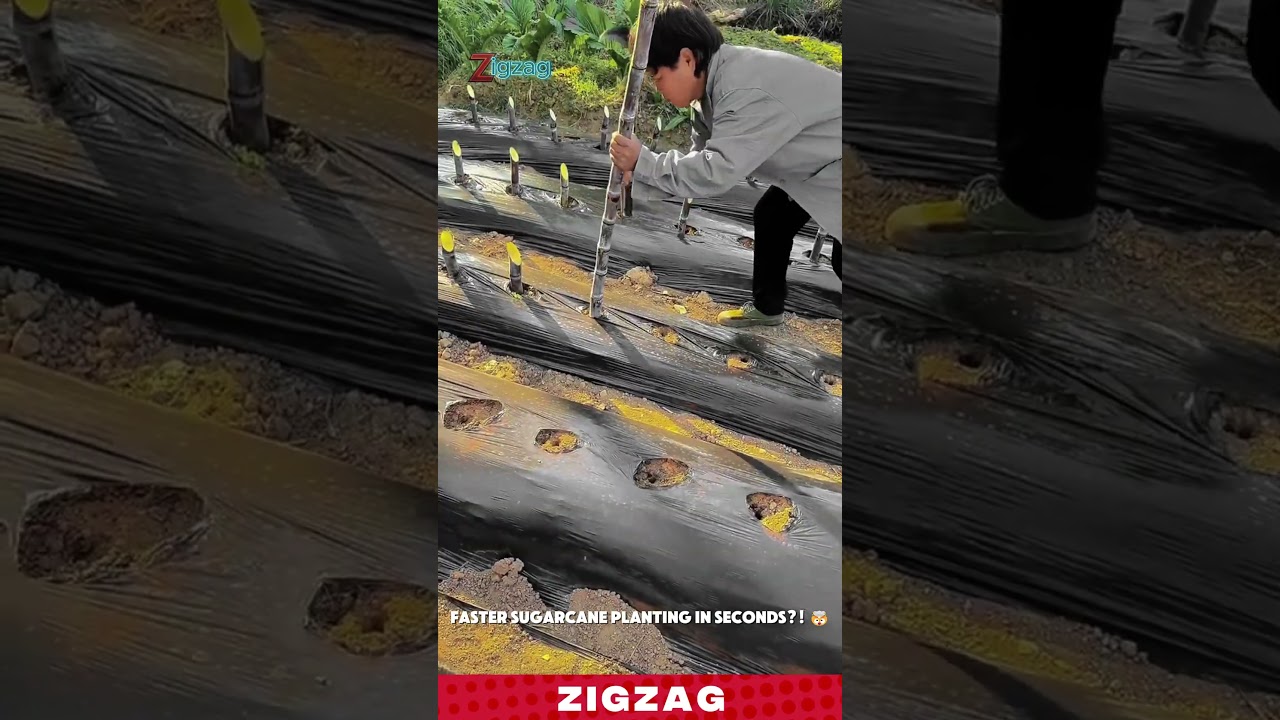 Manual Sugarcane Planting Tool for Fast and Efficient Farming