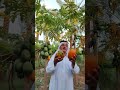 انتاج فاكهة البابايا بالعراق بابل الصنف رد ليدي Papaya Red Lady In Iraq وتوجد شتلات للبيع 