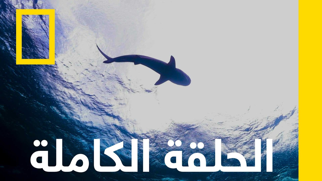 ������ ������� | ����� ����� �� ���� ������ | ������� ��������� ������
 - نشر قبل 9 دقيقة
