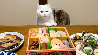 おせちを食べると猫が寄ってきて大変です…！