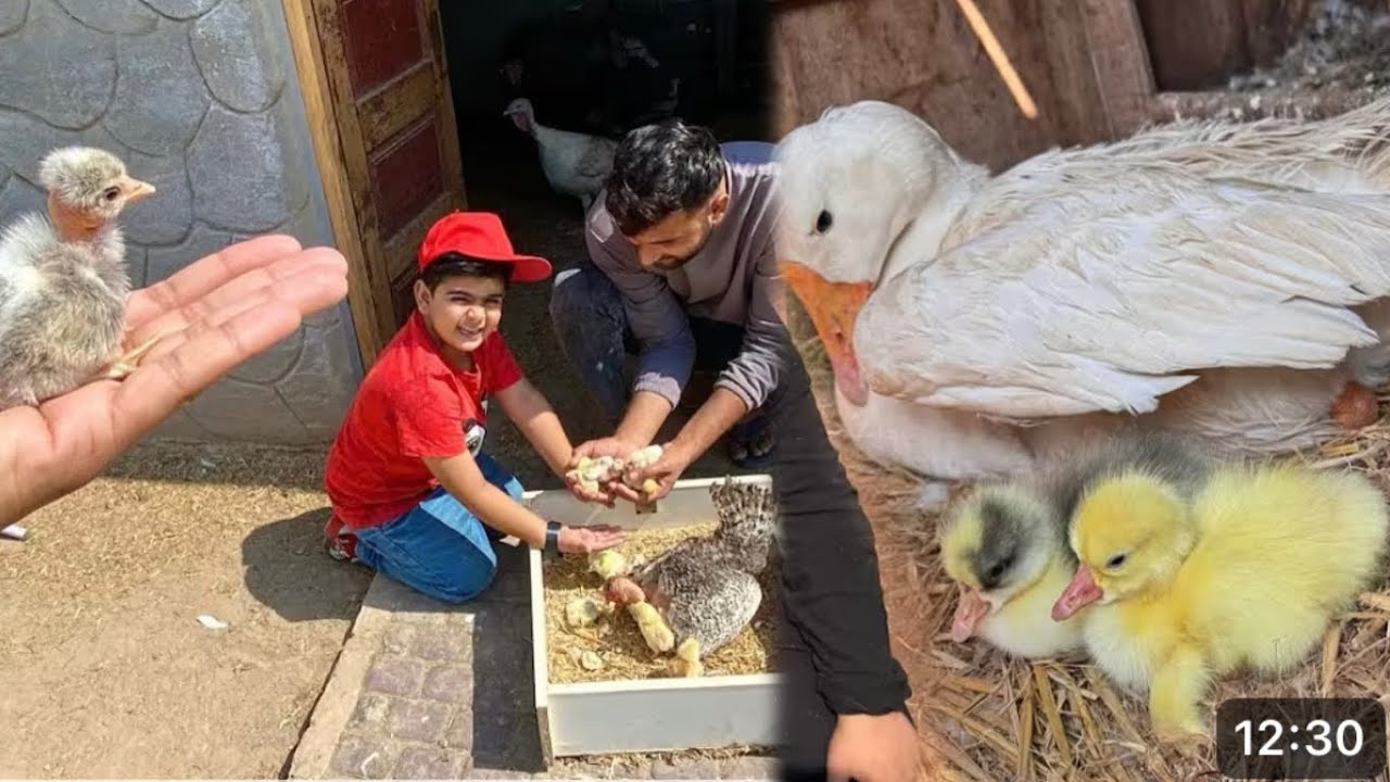 Murgi Ne Bachy De Deya😍