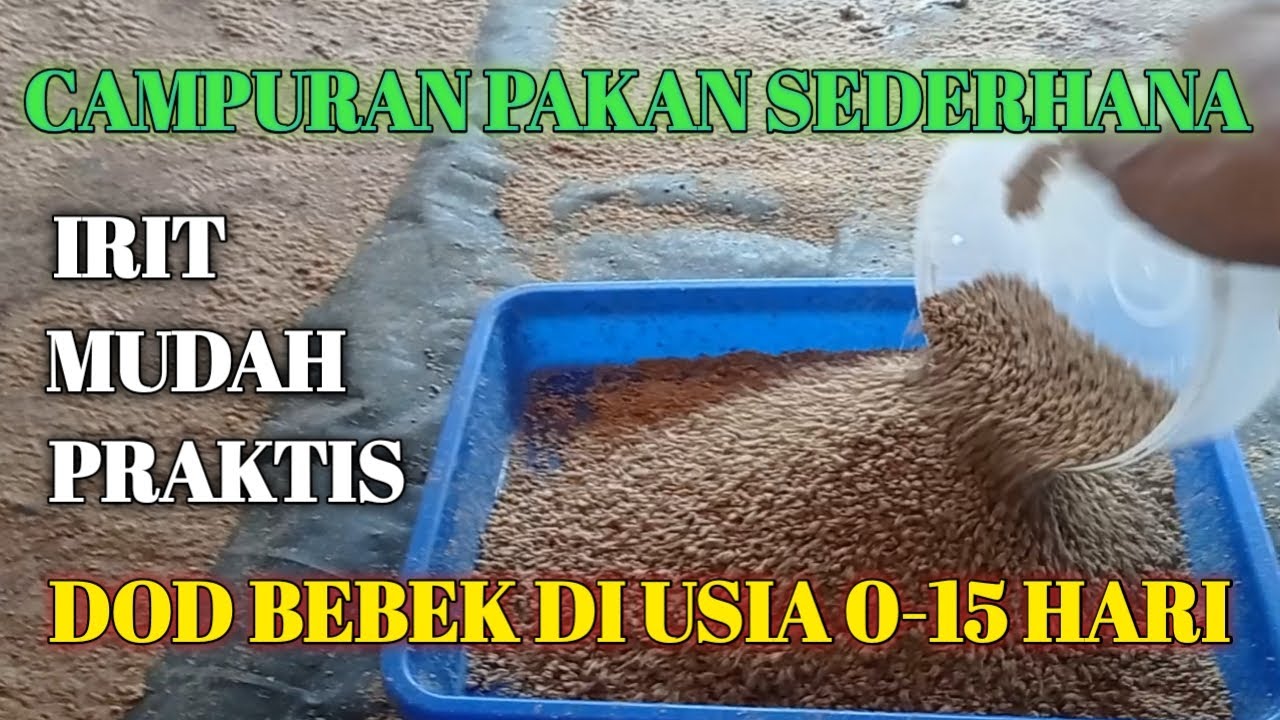 Cara Campuran pakan untuk  DOD bebek usia 0- 15 hari.  3.|| Ternak Lovers45