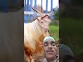 Amazing Cute🦙🦙 Goat#bakraeid#bakraeid 16 2026#bakraeidspecial#bakra#goats#trending#biggoats