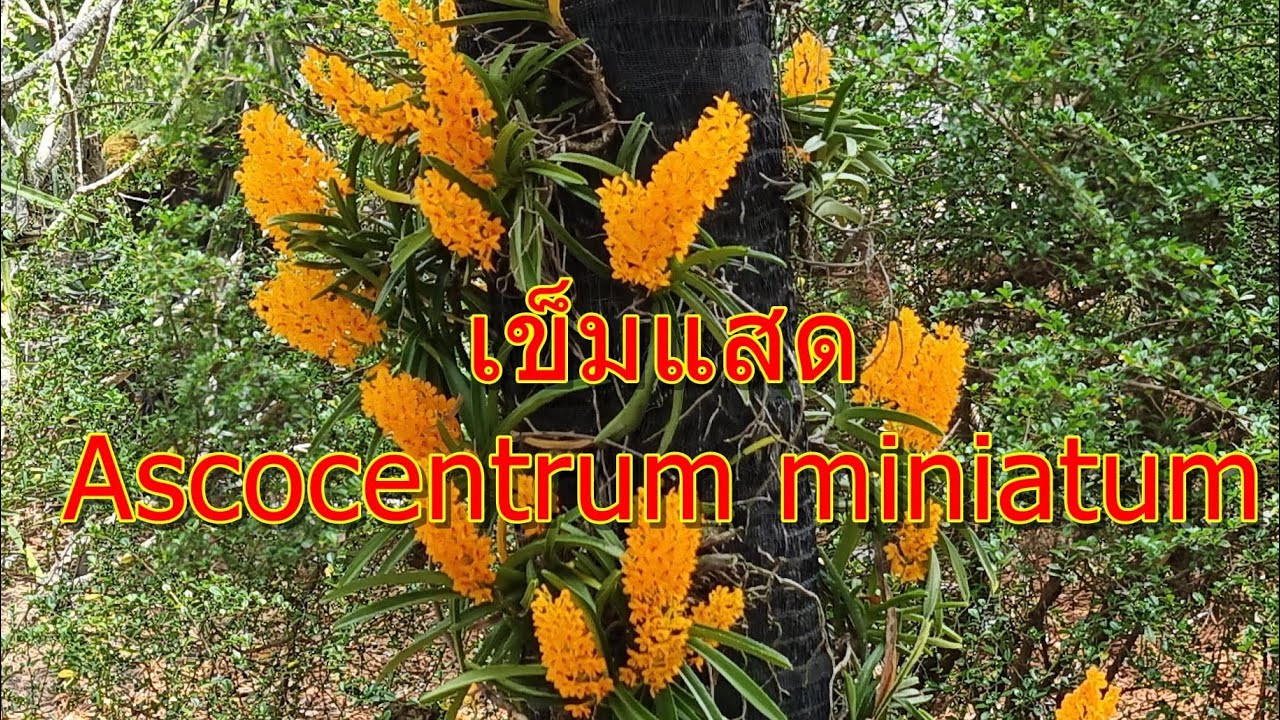 เข็มแสด ( Ascocentrum miniatum )กล้วยไม้ตะกูลเข็ม