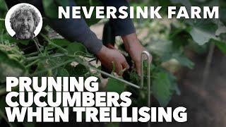 Pruning Cucumbers when Trellising