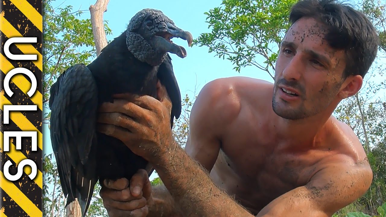 vulture animal medicine How to Catch a Vulture - with Andrew Ucles
