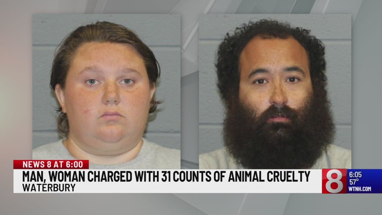 Waterbury couple charged with 31 counts of animal cruelty after dead ...