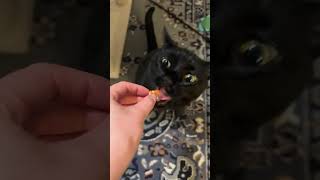 shrimp for chicken part 39 #cat #kitty #kitten #funnycats @shrimpforchicken