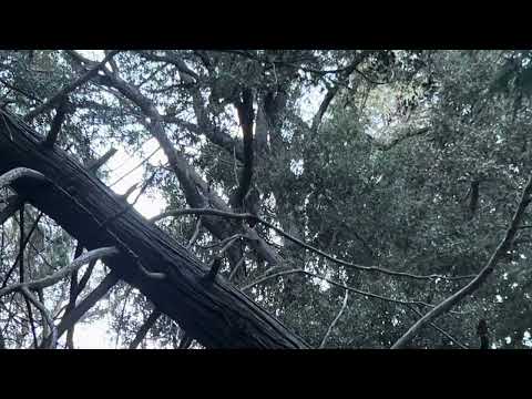 Screech Owl doing his thing in the Tehachapi Mountains