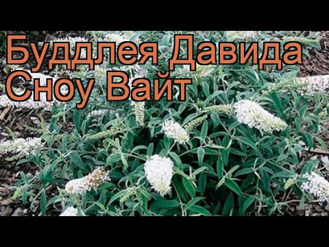 וִידֵאוֹ: שלג Buddleya