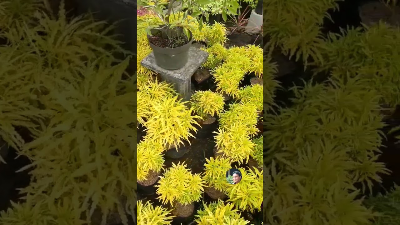 Tanaman Hias Brokoli Kuning. @aliftoni09