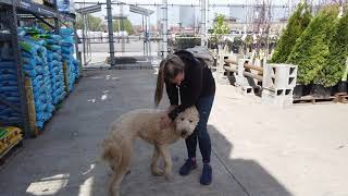 1 Year Old Goldendoodle | Best Goldendoodle Training | Off Leash K9 | Board & Train | Oklahoma